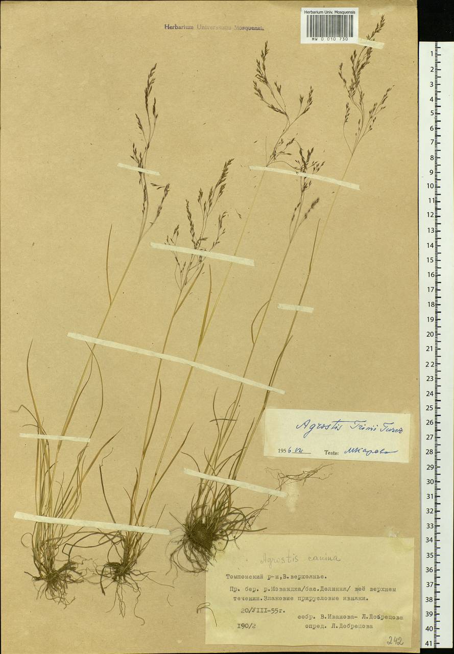 Agrostis vinealis Schreb., Siberia, Yakutia (S5) (Russia)