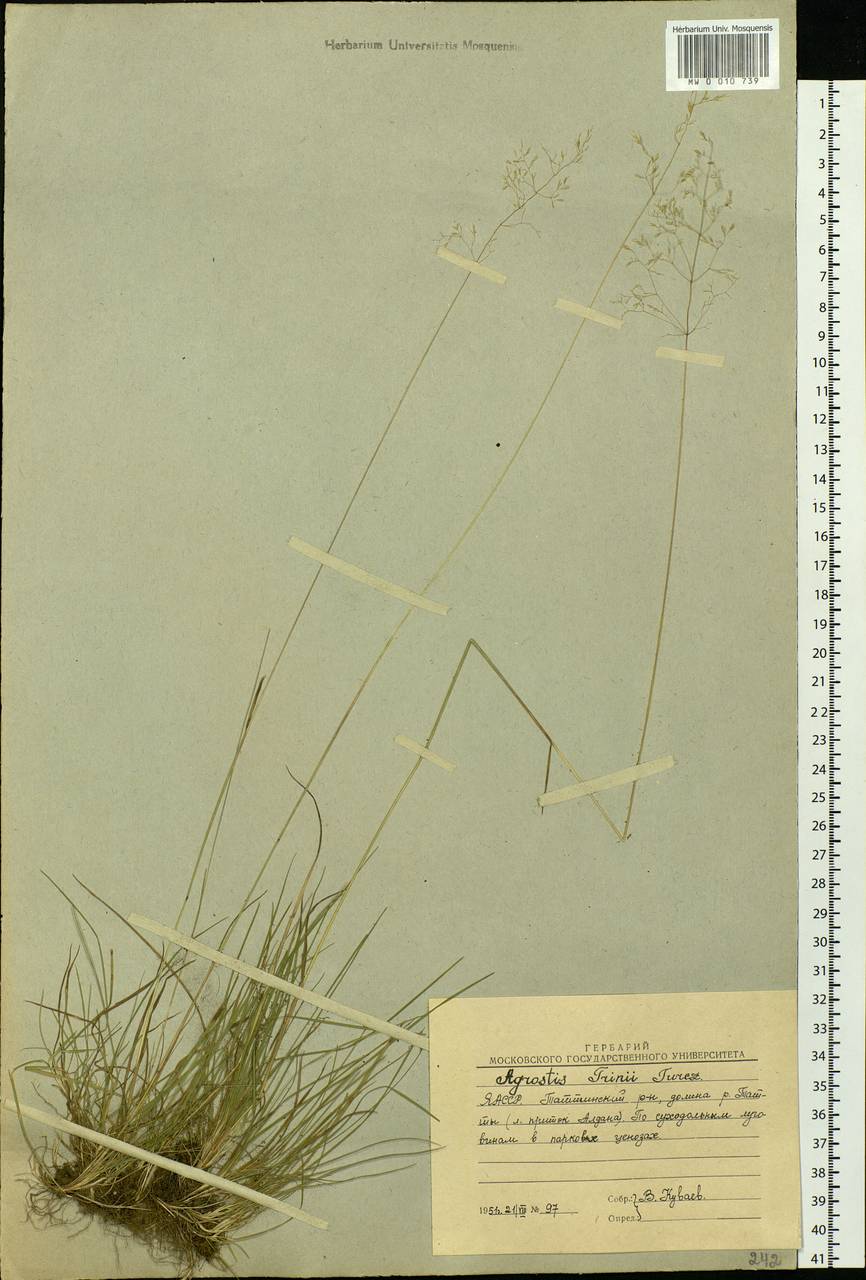 Agrostis vinealis Schreb., Siberia, Yakutia (S5) (Russia)