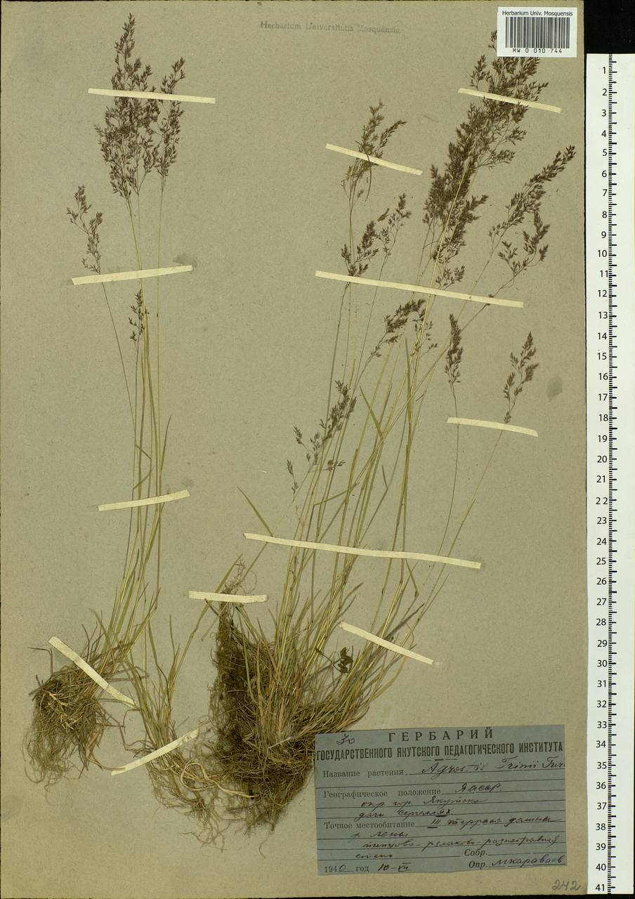 Agrostis vinealis Schreb., Siberia, Yakutia (S5) (Russia)