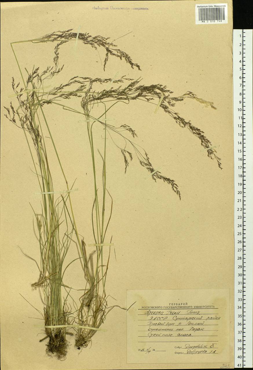 Agrostis vinealis Schreb., Siberia, Yakutia (S5) (Russia)