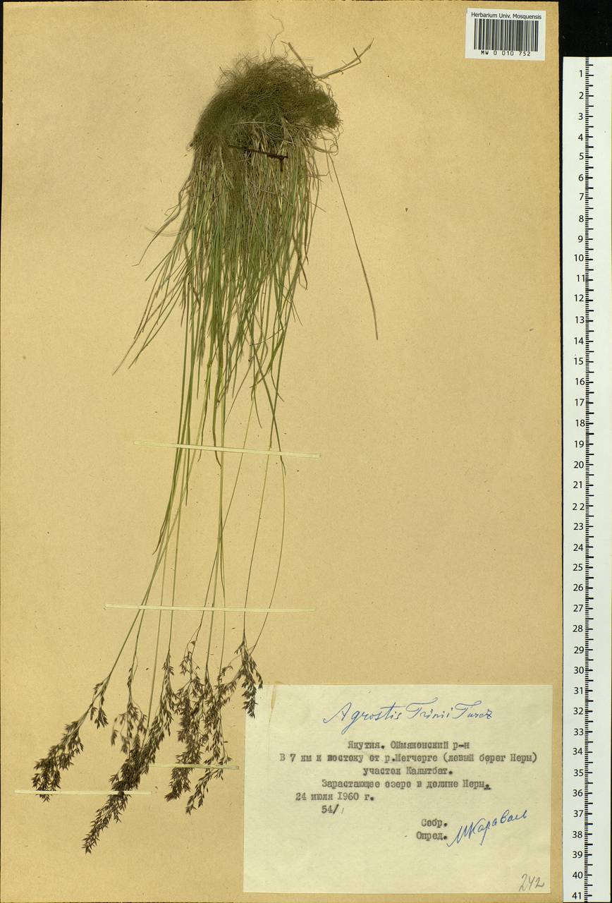 Agrostis vinealis Schreb., Siberia, Yakutia (S5) (Russia)