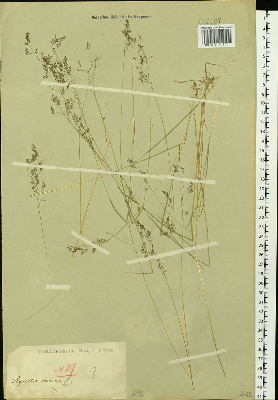 Agrostis vinealis Schreb., Siberia, Baikal & Transbaikal region (S4) (Russia)