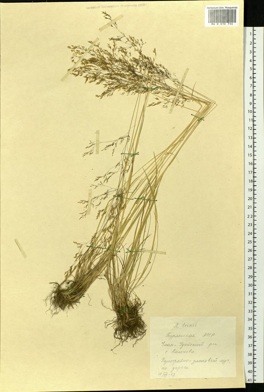 Agrostis vinealis Schreb., Siberia, Baikal & Transbaikal region (S4) (Russia)