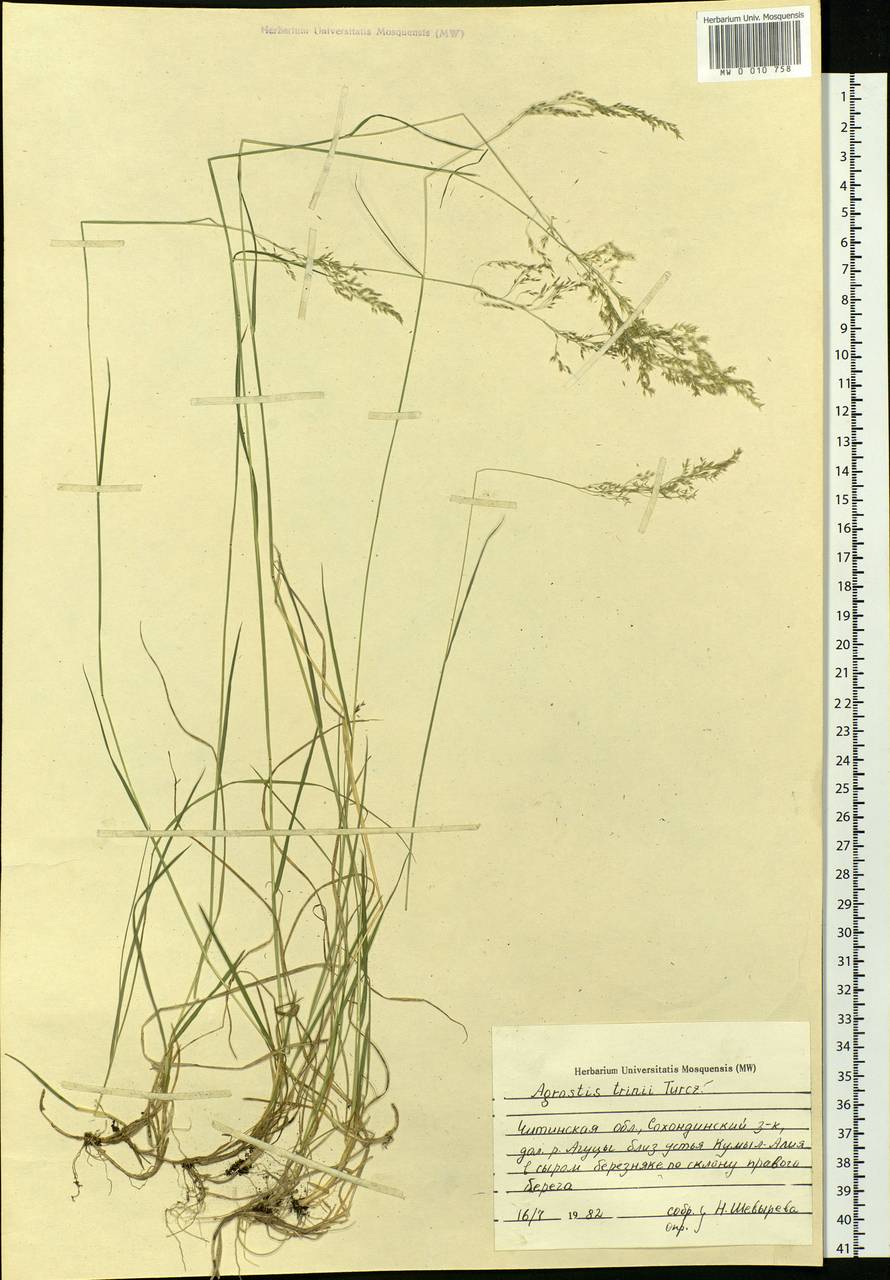 Agrostis vinealis Schreb., Siberia, Baikal & Transbaikal region (S4) (Russia)