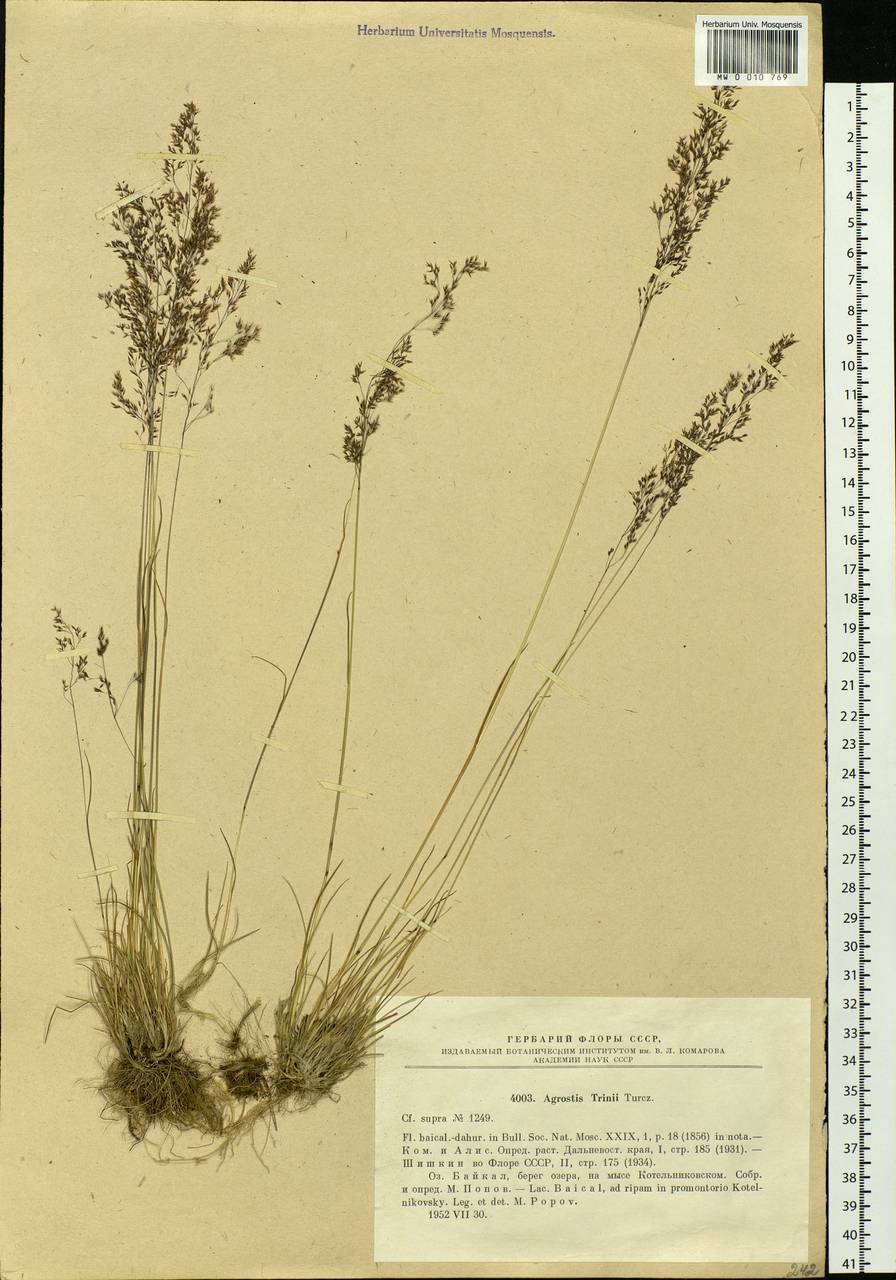 Agrostis vinealis Schreb., Siberia, Baikal & Transbaikal region (S4) (Russia)