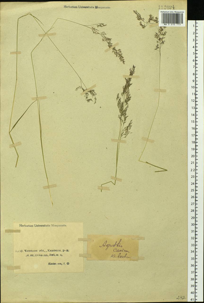 Agrostis vinealis Schreb., Siberia, Baikal & Transbaikal region (S4) (Russia)