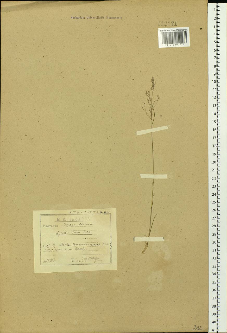 Agrostis vinealis Schreb., Siberia, Baikal & Transbaikal region (S4) (Russia)