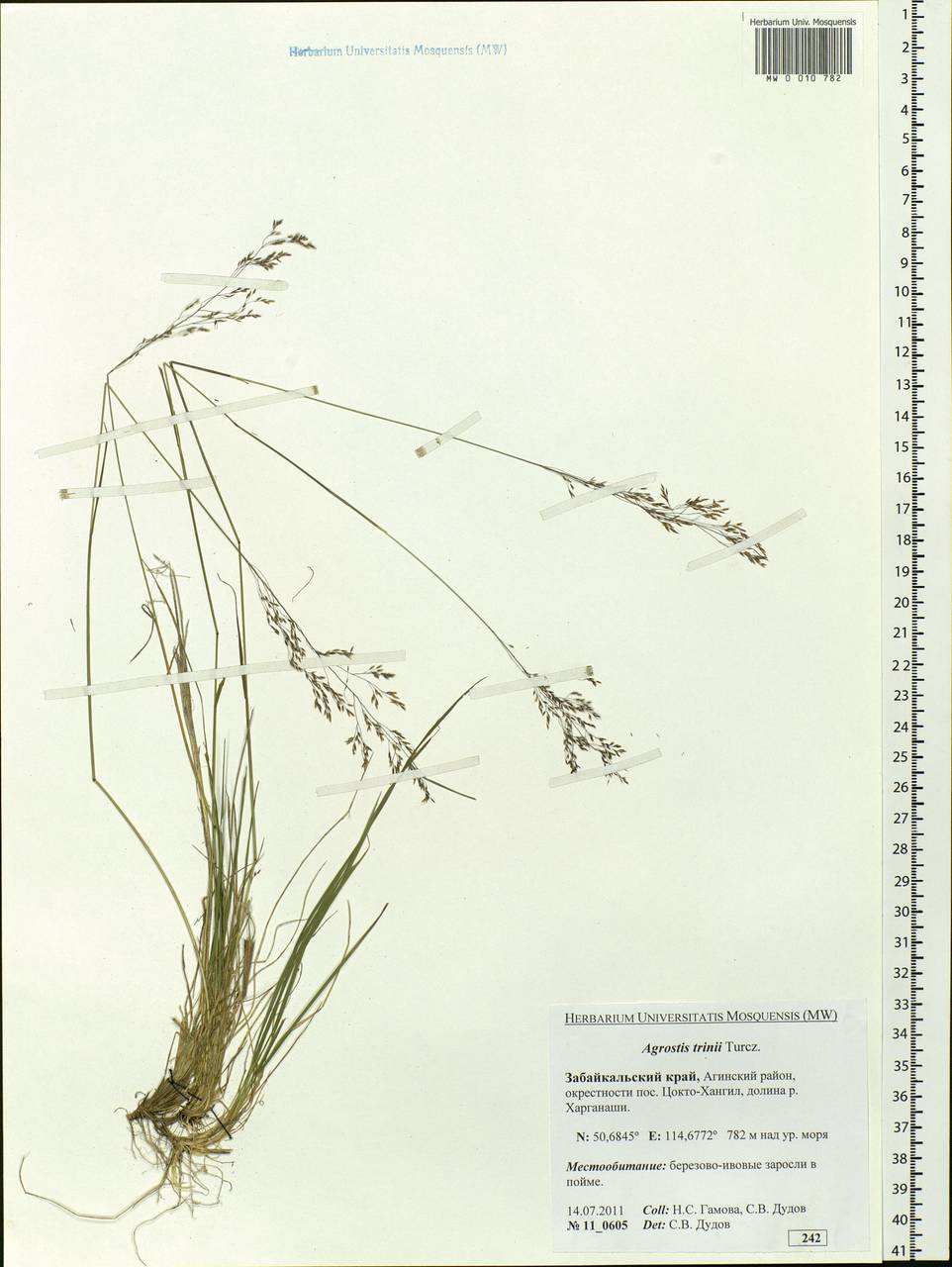 Agrostis vinealis Schreb., Siberia, Baikal & Transbaikal region (S4) (Russia)