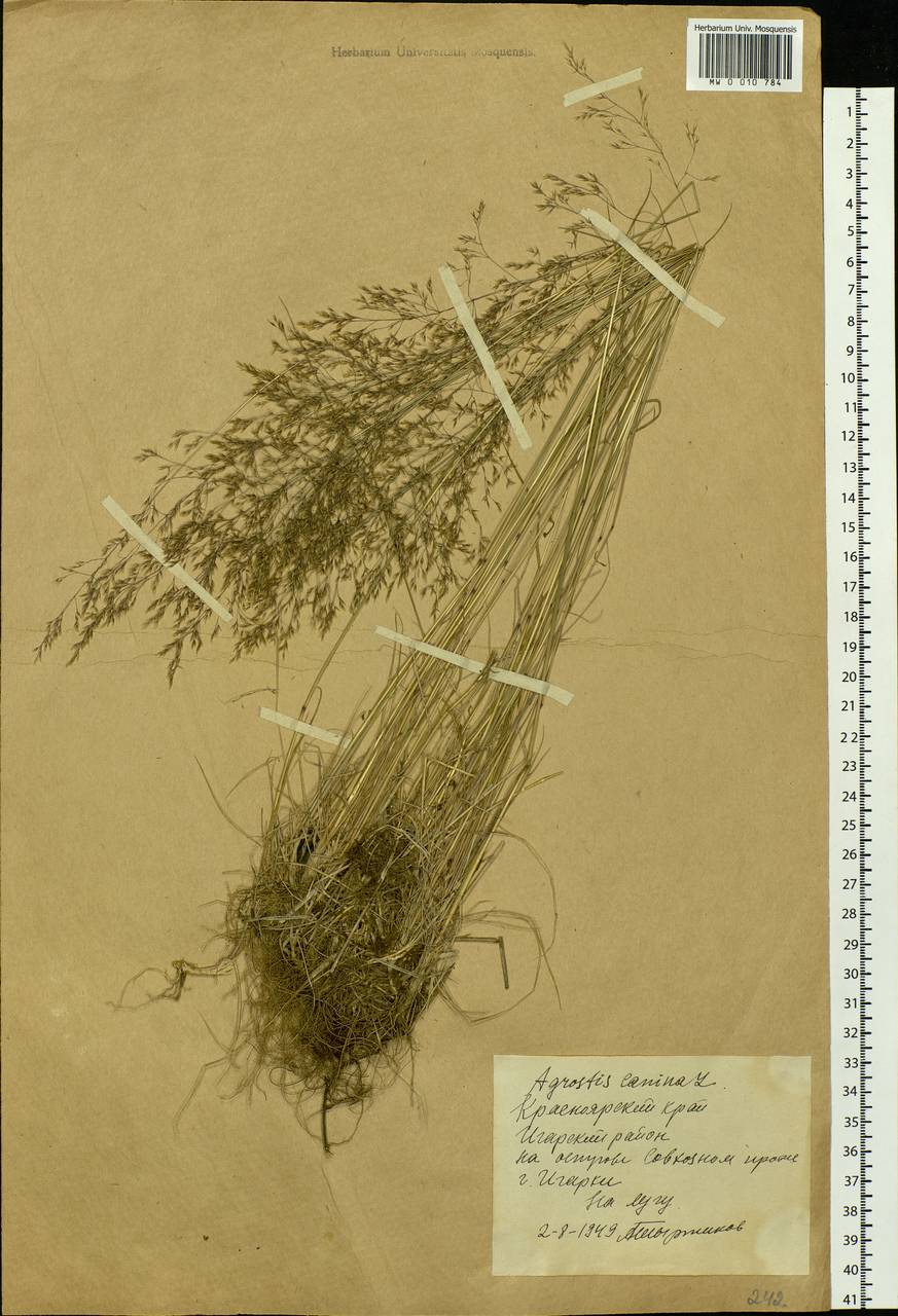 Agrostis vinealis Schreb., Siberia, Central Siberia (S3) (Russia)