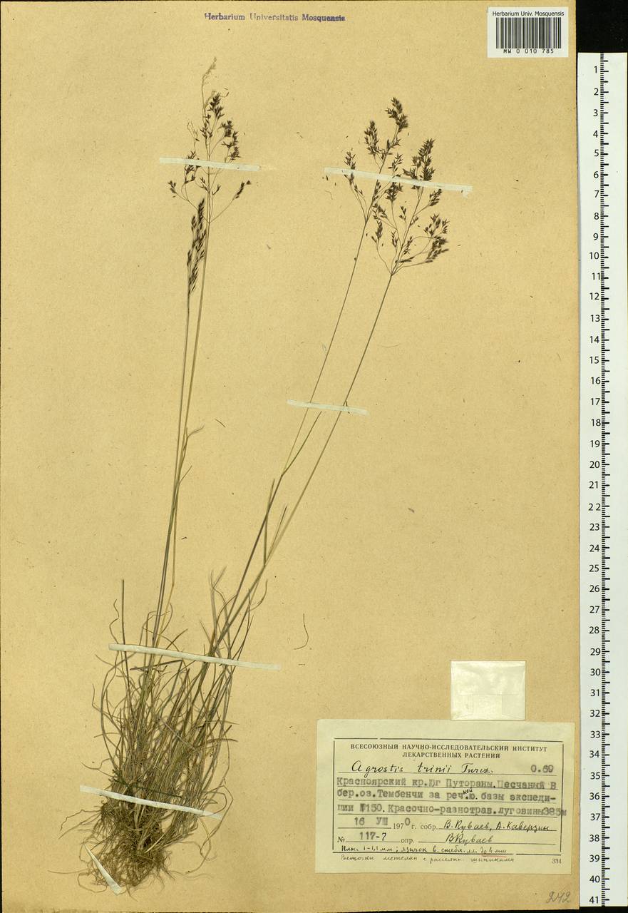 Agrostis vinealis Schreb., Siberia, Central Siberia (S3) (Russia)