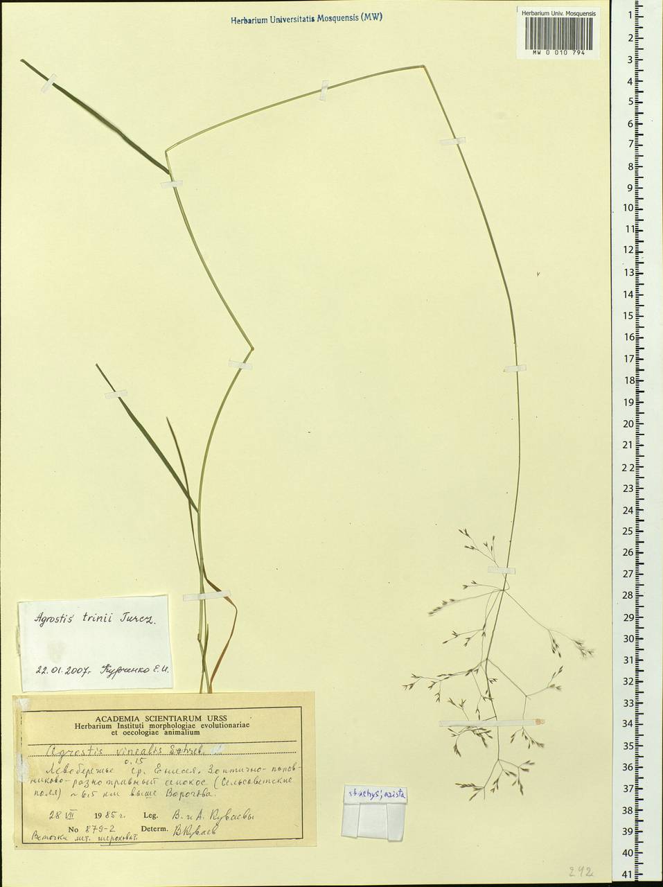Agrostis vinealis Schreb., Siberia, Central Siberia (S3) (Russia)
