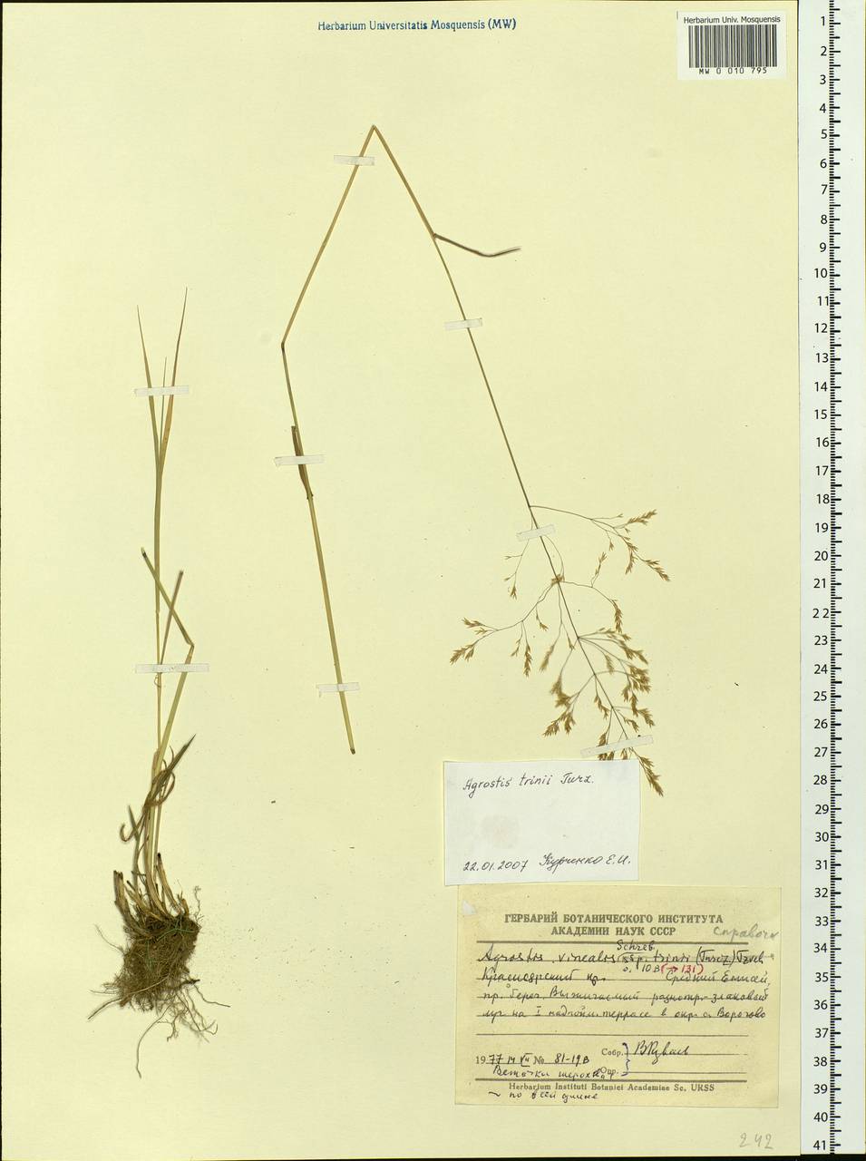 Agrostis vinealis Schreb., Siberia, Central Siberia (S3) (Russia)