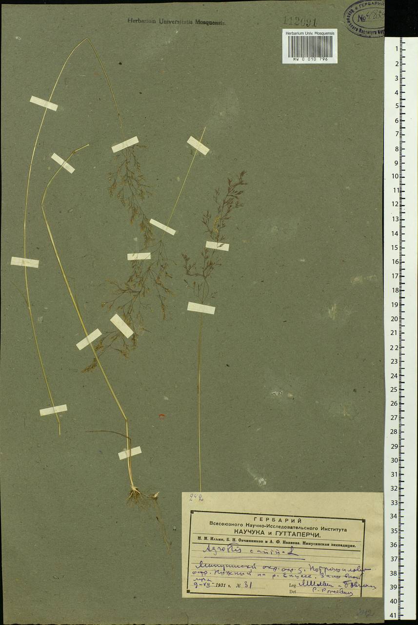 Agrostis vinealis Schreb., Siberia, Altai & Sayany Mountains (S2) (Russia)