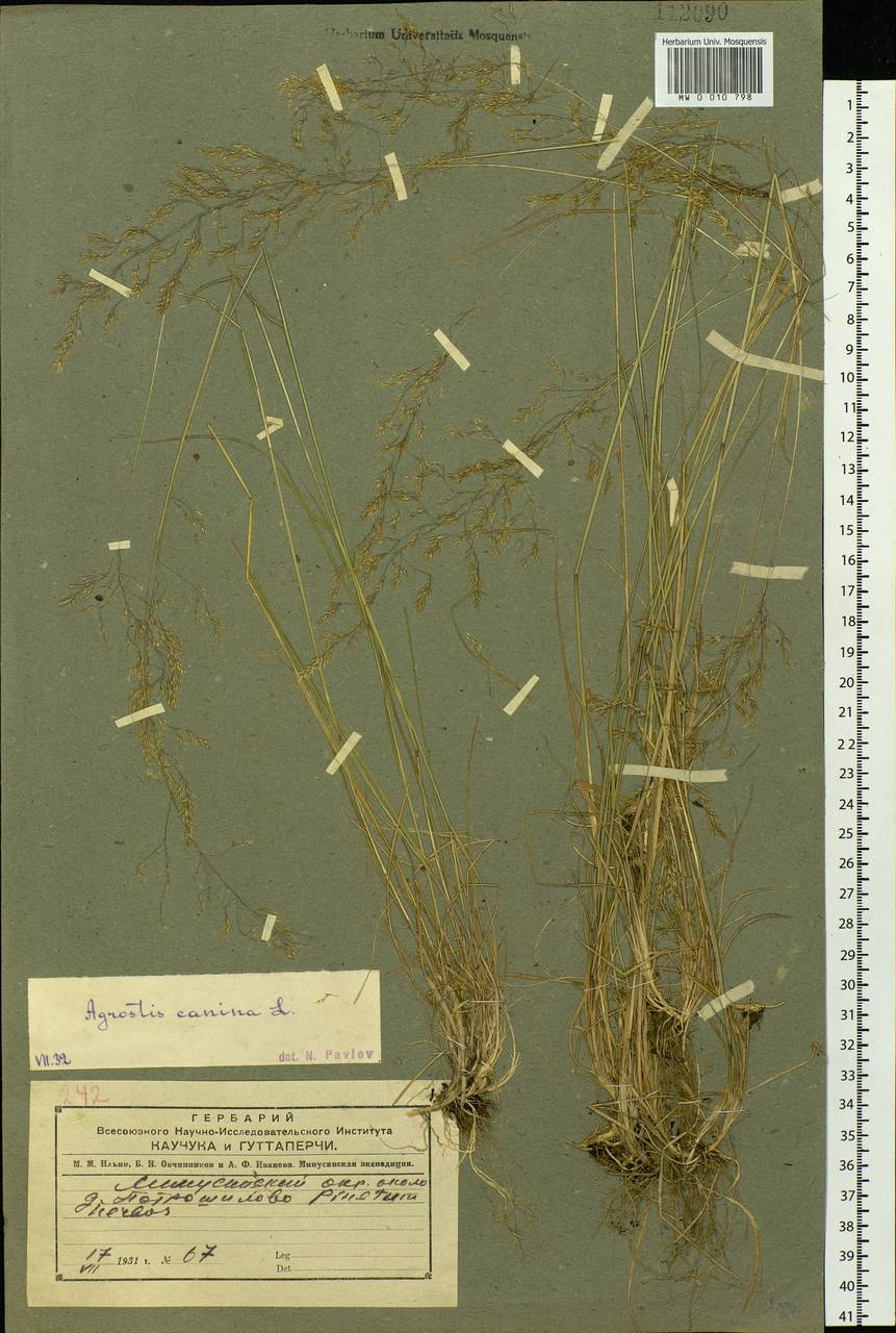 Agrostis vinealis Schreb., Siberia, Altai & Sayany Mountains (S2) (Russia)