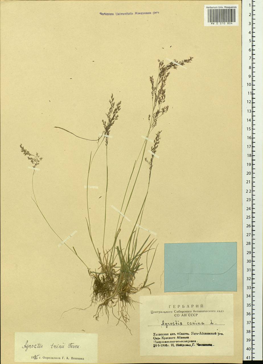 Agrostis vinealis Schreb., Siberia, Altai & Sayany Mountains (S2) (Russia)