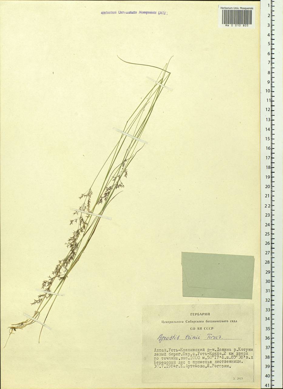 Agrostis vinealis Schreb., Siberia, Altai & Sayany Mountains (S2) (Russia)