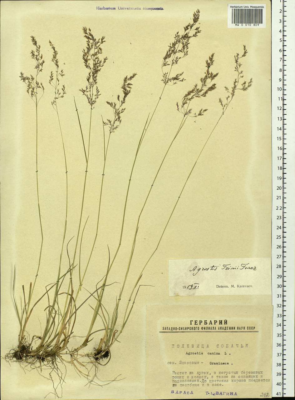 Agrostis vinealis Schreb., Siberia, Western Siberia (S1) (Russia)