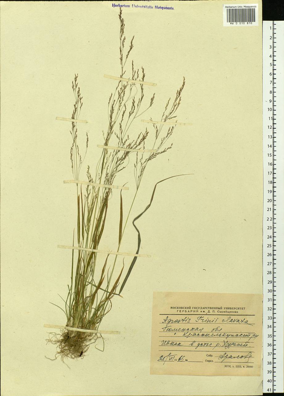Agrostis vinealis Schreb., Siberia, Western Siberia (S1) (Russia)