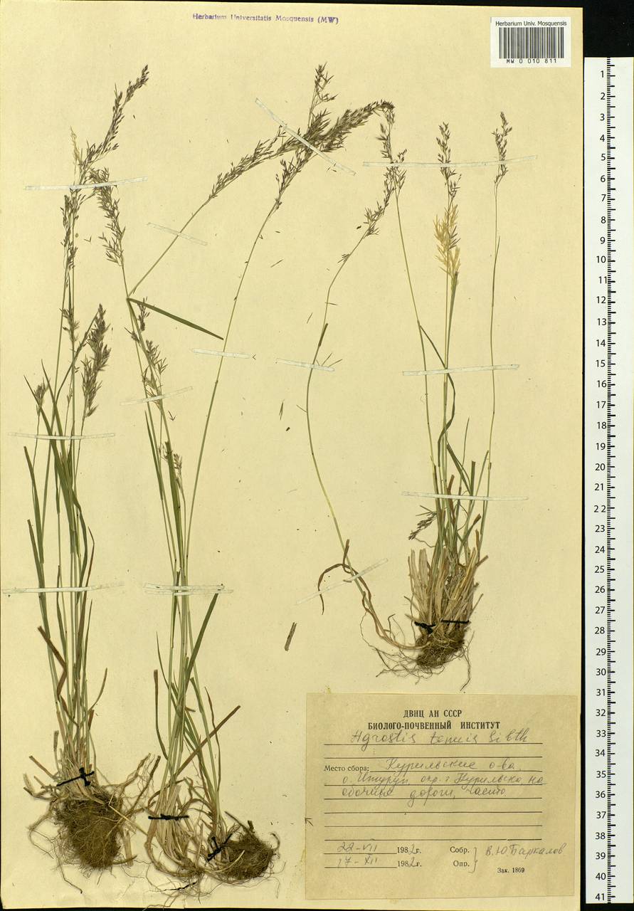 Agrostis capillaris L., Siberia, Russian Far East (S6) (Russia)