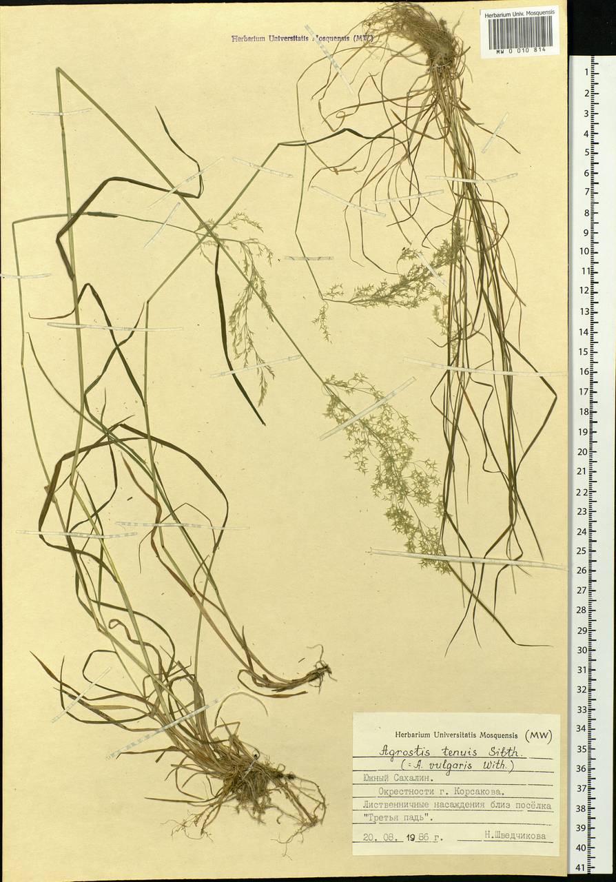 Agrostis capillaris L., Siberia, Russian Far East (S6) (Russia)