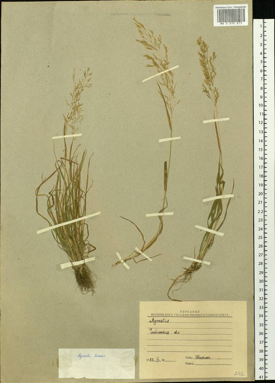 Agrostis capillaris L., Siberia, Baikal & Transbaikal region (S4) (Russia)