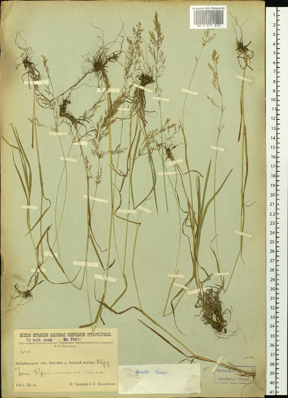 Agrostis capillaris L., Siberia, Baikal & Transbaikal region (S4) (Russia)