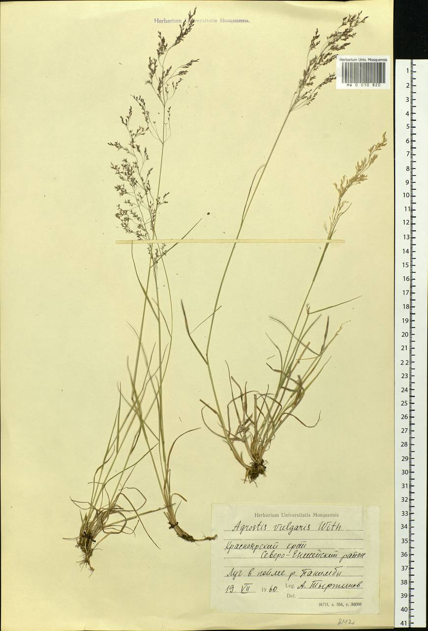 Agrostis capillaris L., Siberia, Central Siberia (S3) (Russia)