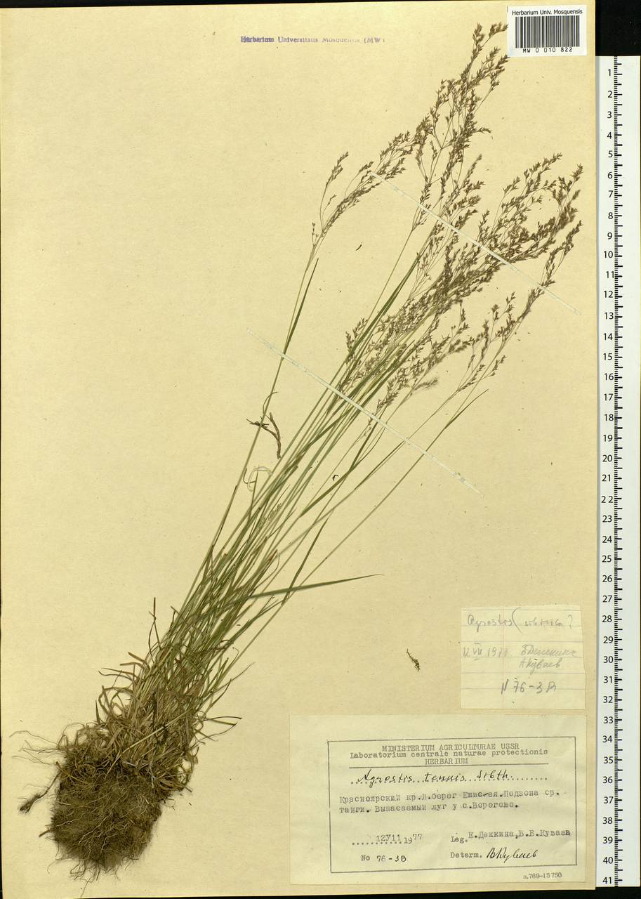 Agrostis capillaris L., Siberia, Central Siberia (S3) (Russia)