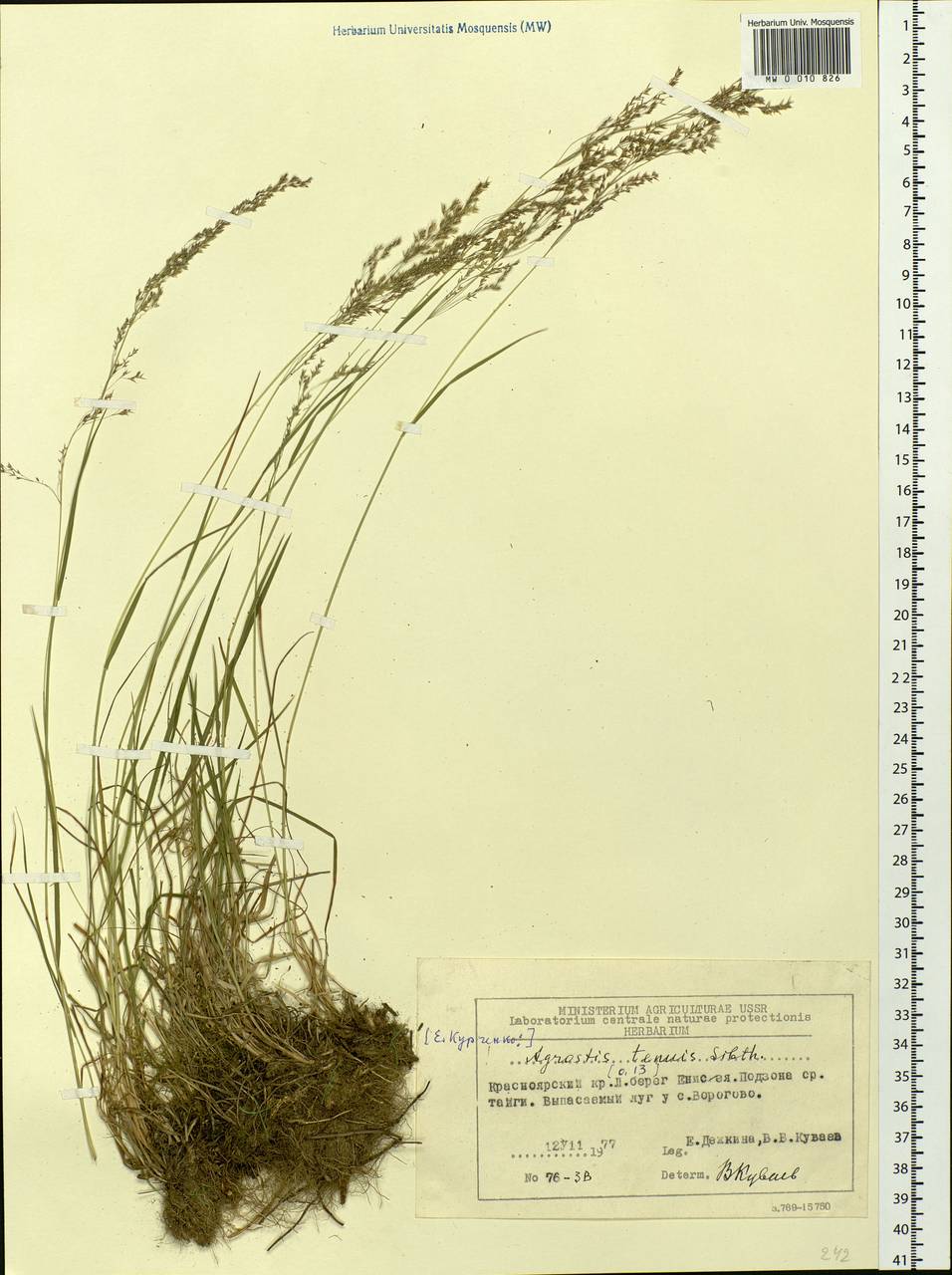 Agrostis capillaris L., Siberia, Central Siberia (S3) (Russia)