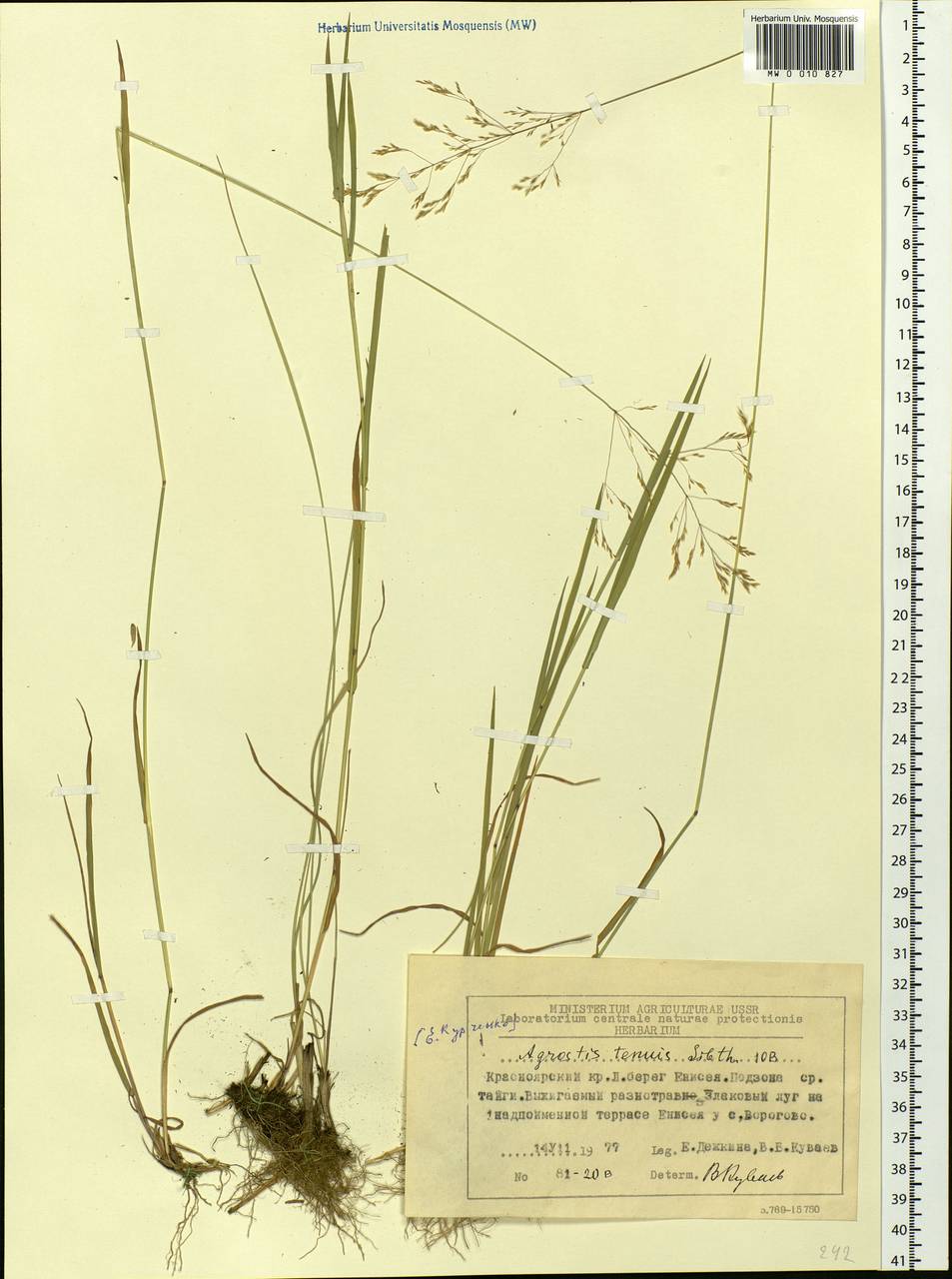 Agrostis capillaris L., Siberia, Central Siberia (S3) (Russia)