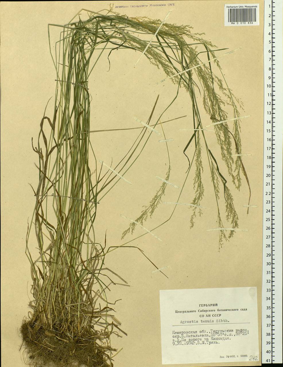 Agrostis capillaris L., Siberia, Altai & Sayany Mountains (S2) (Russia)