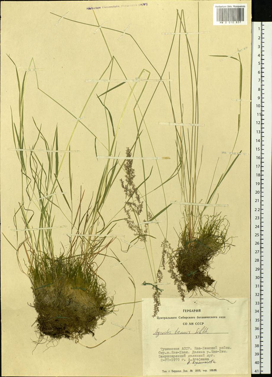 Agrostis capillaris L., Siberia, Altai & Sayany Mountains (S2) (Russia)
