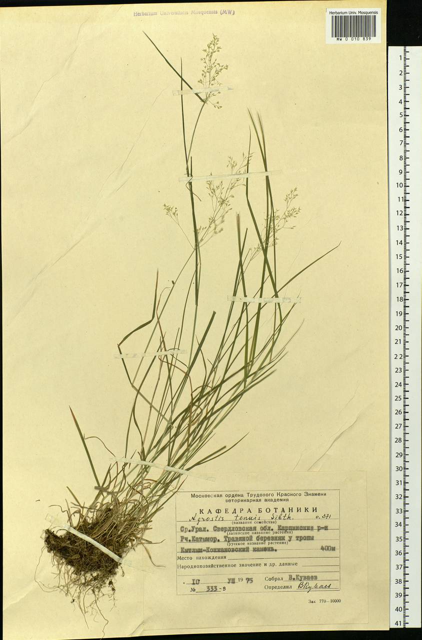 Agrostis capillaris L., Eastern Europe, Eastern region (E10) (Russia)