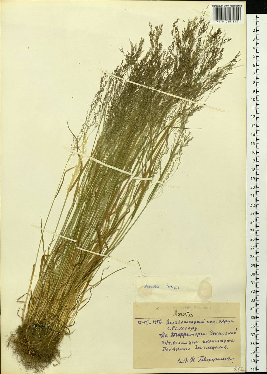 Agrostis capillaris L., Siberia, Western Siberia (S1) (Russia)