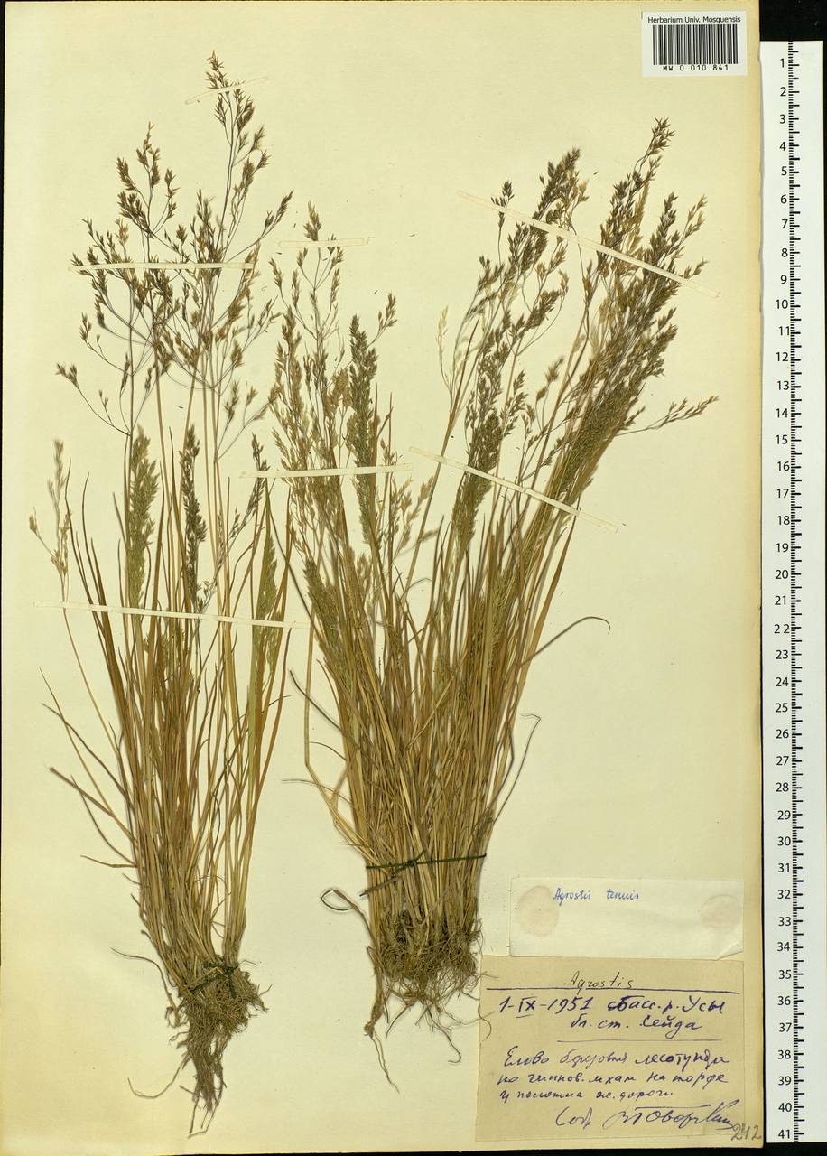 Agrostis capillaris L., Eastern Europe, Northern region (E1) (Russia)