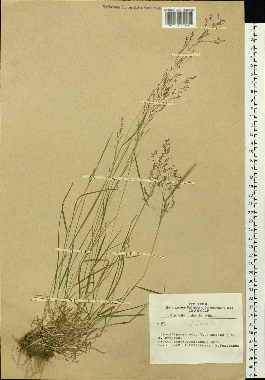 Agrostis capillaris L., Siberia, Western Siberia (S1) (Russia)