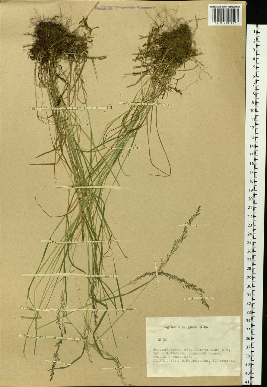 Agrostis capillaris L., Siberia, Western Siberia (S1) (Russia)