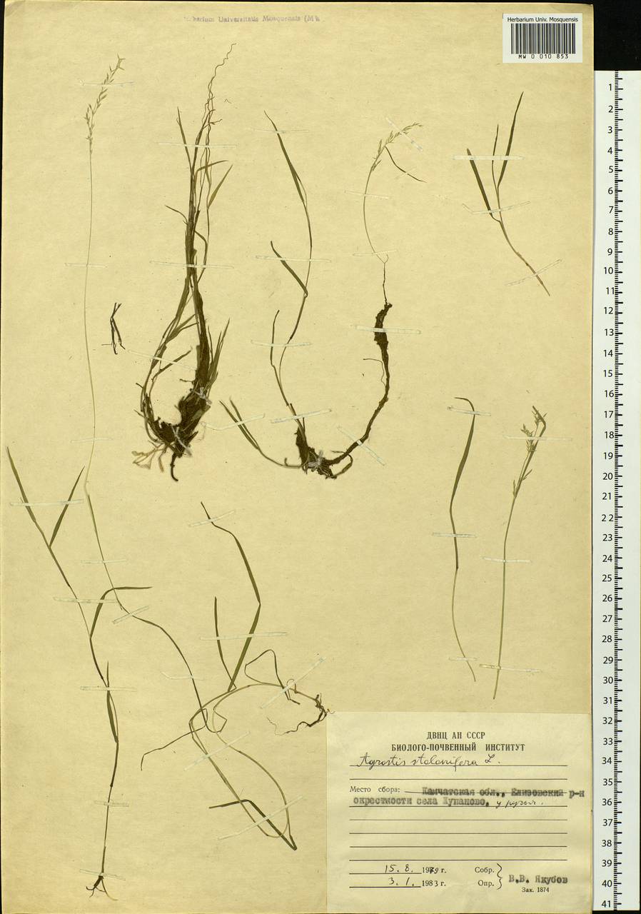 Agrostis stolonifera L., Siberia, Chukotka & Kamchatka (S7) (Russia)