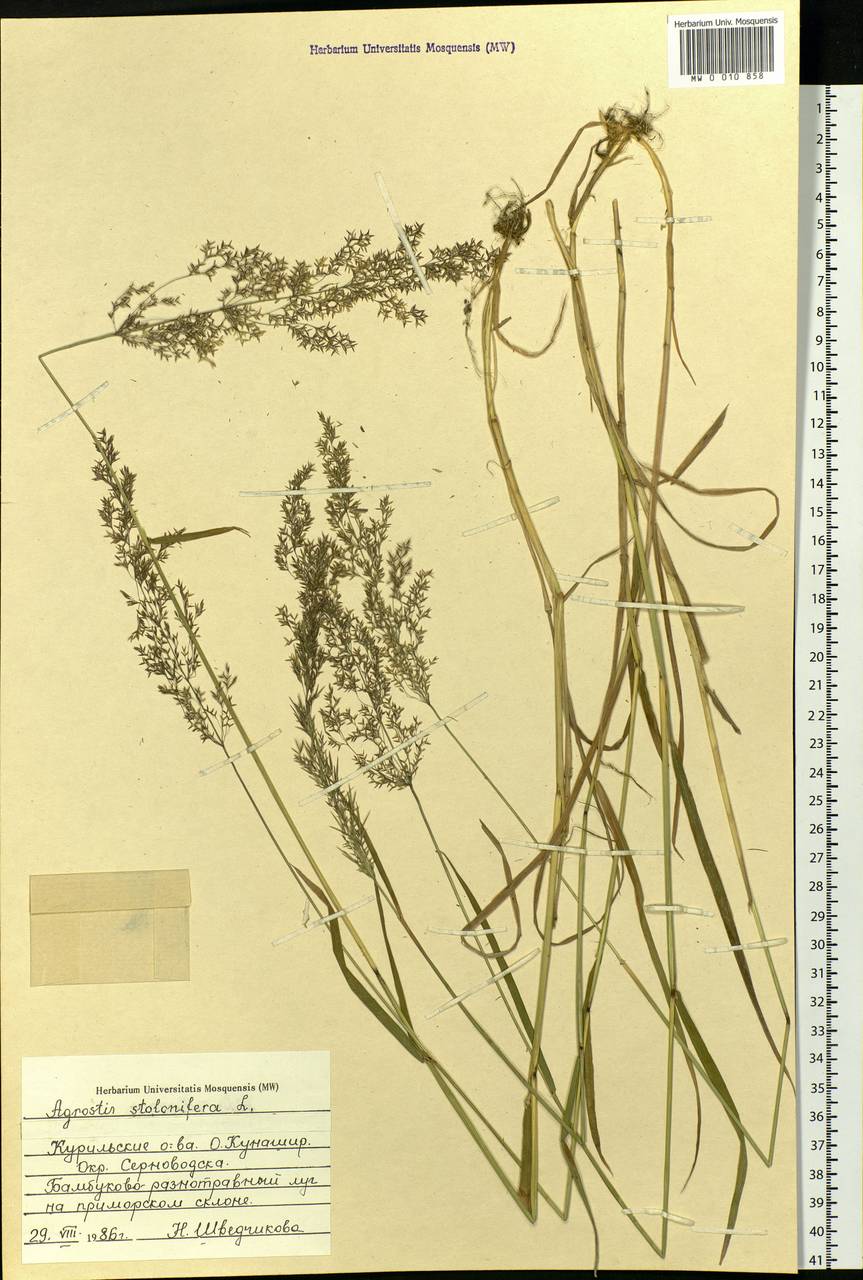 Agrostis stolonifera L., Siberia, Russian Far East (S6) (Russia)