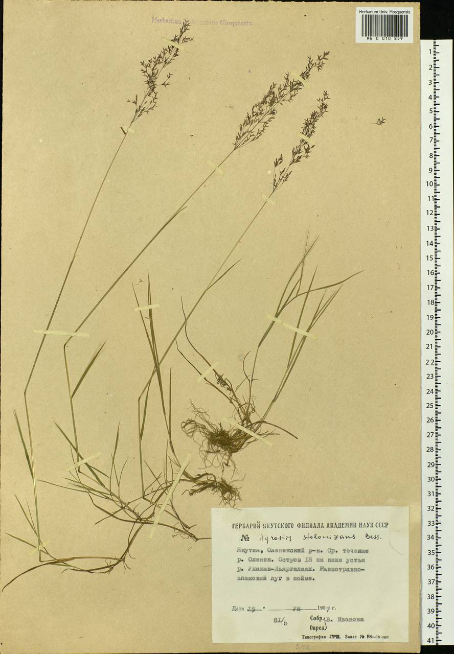 Agrostis stolonifera L., Siberia, Yakutia (S5) (Russia)
