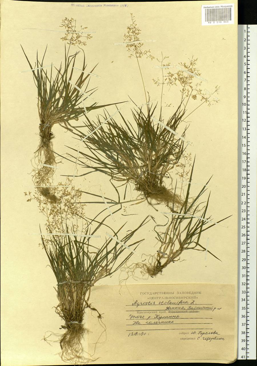 Agrostis stolonifera L., Siberia, Central Siberia (S3) (Russia)