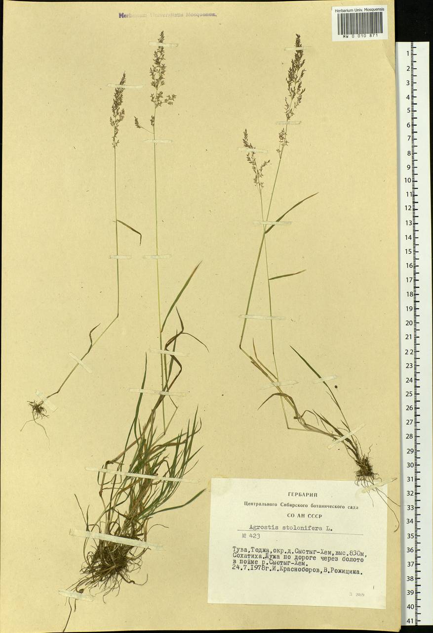 Agrostis stolonifera L., Siberia, Altai & Sayany Mountains (S2) (Russia)