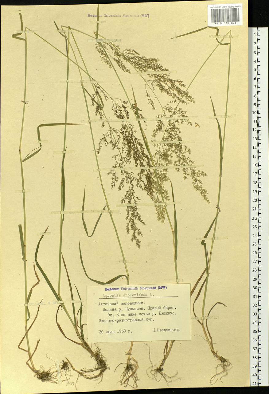 Agrostis stolonifera L., Siberia, Altai & Sayany Mountains (S2) (Russia)