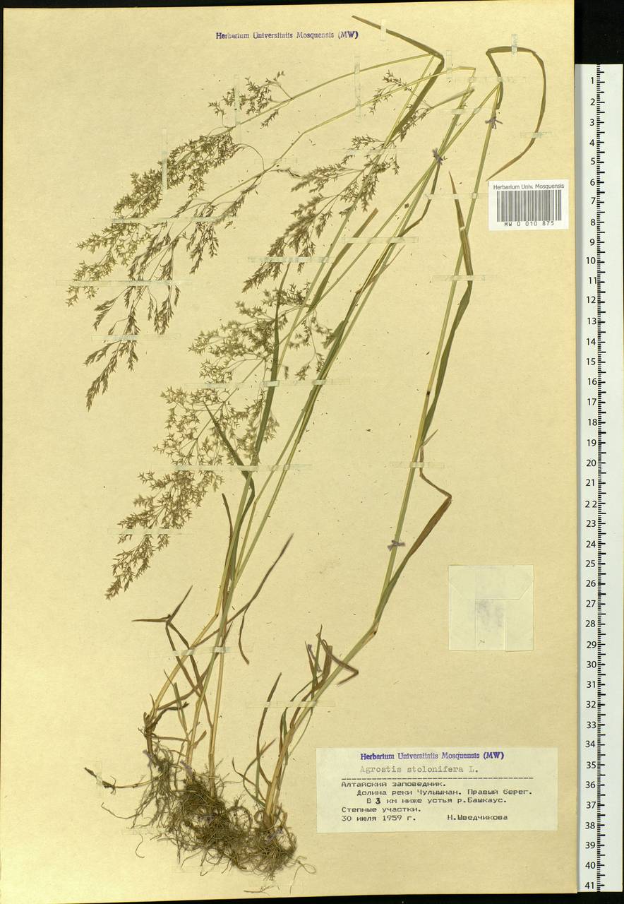 Agrostis stolonifera L., Siberia, Altai & Sayany Mountains (S2) (Russia)