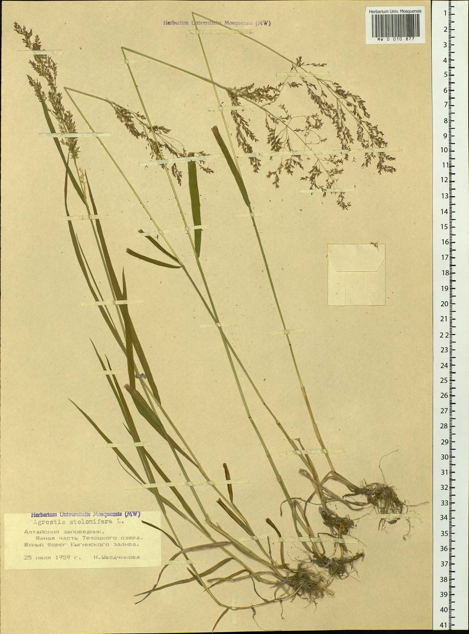 Agrostis stolonifera L., Siberia, Altai & Sayany Mountains (S2) (Russia)