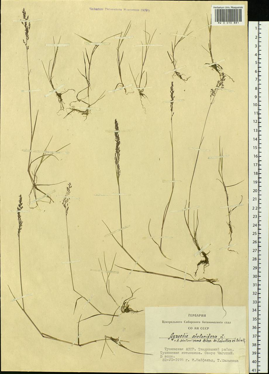 Agrostis stolonifera L., Siberia, Altai & Sayany Mountains (S2) (Russia)