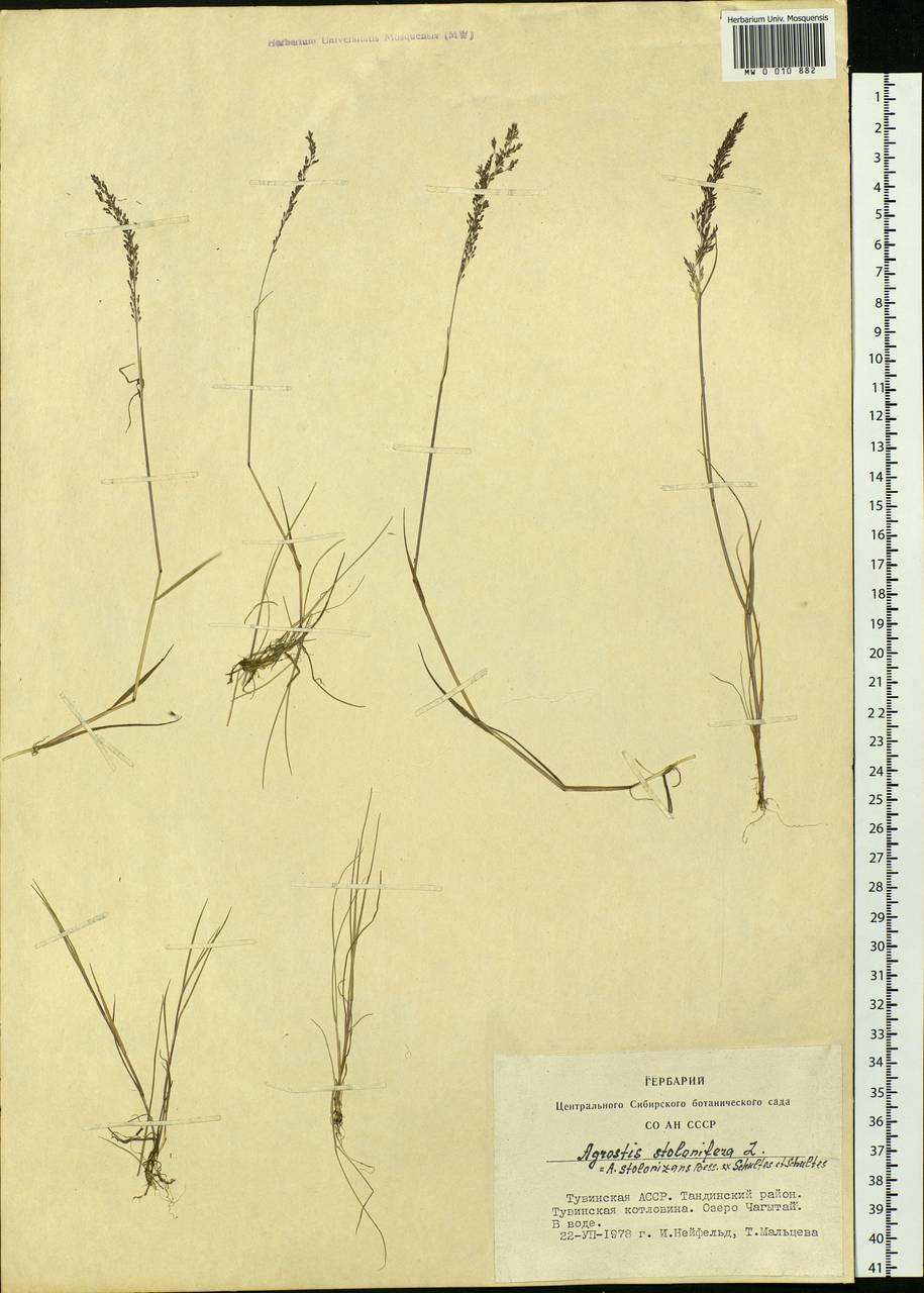 Agrostis stolonifera L., Siberia, Altai & Sayany Mountains (S2) (Russia)
