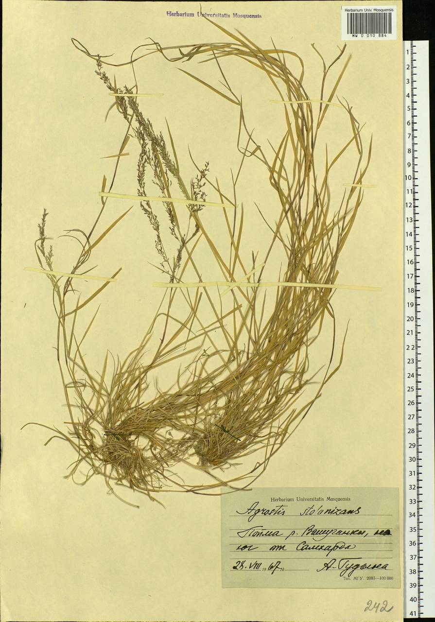 Agrostis stolonifera L., Siberia, Western Siberia (S1) (Russia)