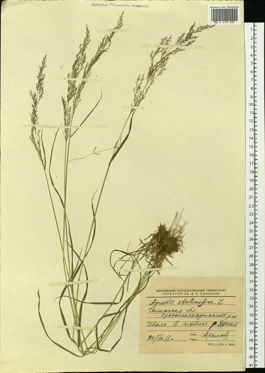 Agrostis stolonifera L., Siberia, Western Siberia (S1) (Russia)