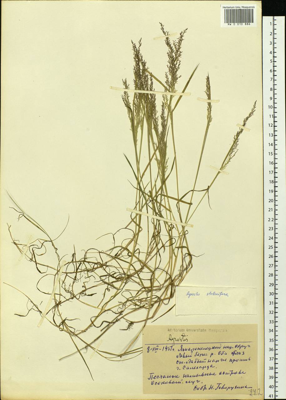 Agrostis stolonifera L., Siberia, Western Siberia (S1) (Russia)